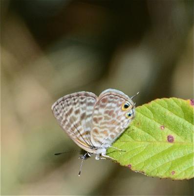 Azuré de la Luzerne (L'), Azuré de Lang (L'), Argu Leptotes pirithous (Linnaeus, 1767)