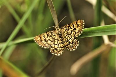 Réseau (Le), Géomètre à barreaux (La) Chiasmia clathrata (Linnaeus, 1758)