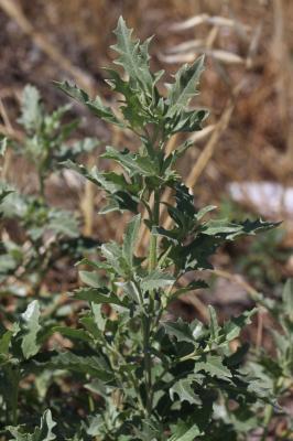 Arroche rosée Atriplex rosea L., 1763