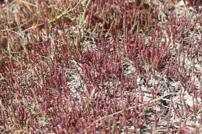 Salicorne vivace Sarcocornia perennis (Mill.) A.J.Scott, 1978