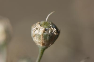 Ail musqué Allium moschatum L., 1753
