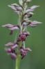 Orchis à odeur de vanille Anacamptis fragrans (Pollini) R.M.Bateman, 2003