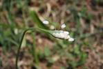 Ail de Naples, Ail blanc Allium neapolitanum Cirillo, 1788