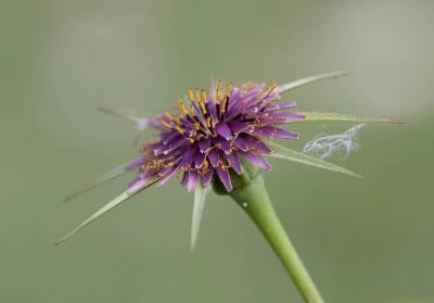 Salsifis du Midi Tragopogon porrifolius subsp. porrifolius L., 1753