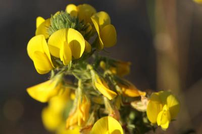 Bugrane jaune, Bugrane fétide Ononis natrix L., 1753