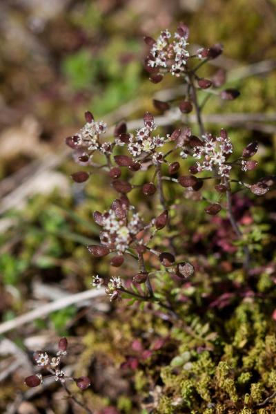 Hornungie des pierres, Hutchinsie des pierres Hornungia petraea (L.) Rchb., 1838