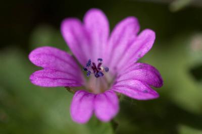 Géranium à feuilles molles Geranium molle L., 1753