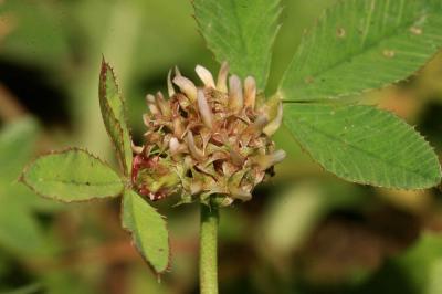 Trèfle aggloméré, Petit Trèfle à boules Trifolium glomeratum L., 1753
