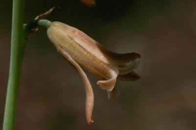 Dipcadi tardif Dipcadi serotinum (L.) Medik., 1790