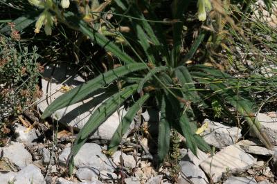 Orcanette fastigiée Onosma tricerosperma subsp. fastigiata (Braun-Blanq.) G.López, 1994