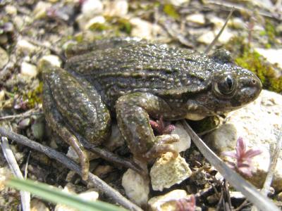 pélodyte ponctué