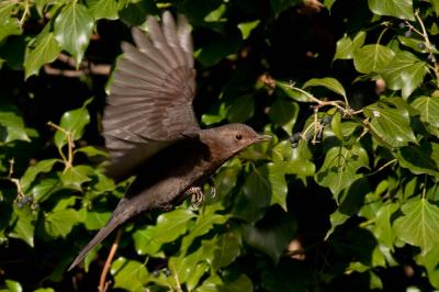 Merle noir Turdus merula Linnaeus, 1758