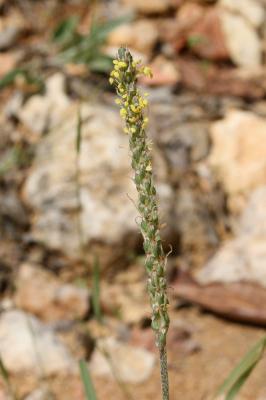 Plantain serpentin Plantago maritima subsp. serpentina (All.) Arcang., 1882