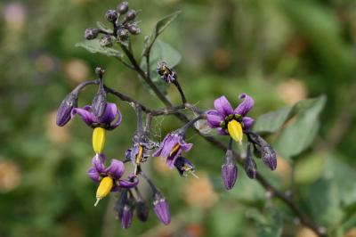 Douce amère, Bronde Solanum dulcamara L., 1753