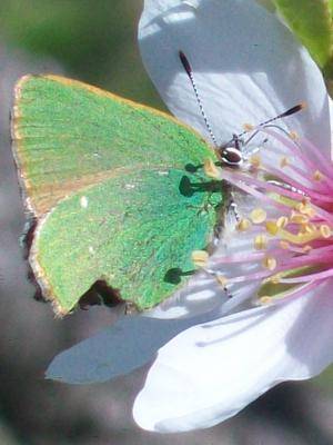 Thécla de la Ronce (La), Argus vert (L') Callophrys rubi (Linnaeus, 1758)