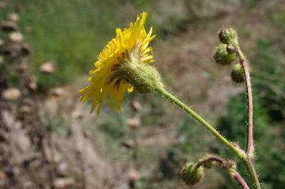 Laiteron des champs Sonchus arvensis L., 1753