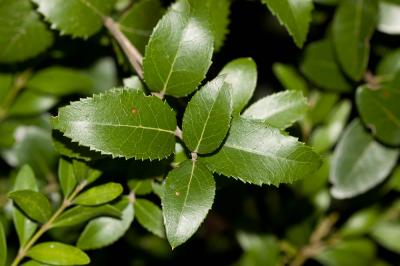 Alavert à feuilles larges, Filaria à larges feuill Phillyrea latifolia L., 1753