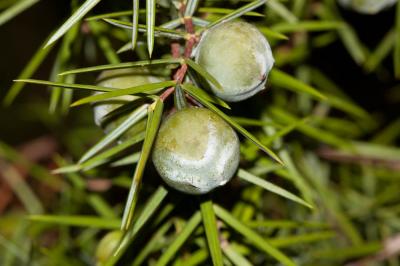 Genévrier oxycèdre, Cèdre piquant Juniperus oxycedrus L., 1753