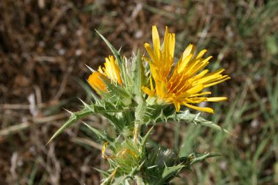 Scolyme d'Espagne, Chardon d'Espagne Scolymus hispanicus L., 1753