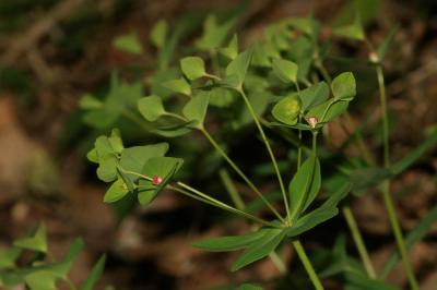 Euphorbe douce Euphorbia dulcis L., 1753