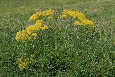 Pastel des teinturiers, Herbe de saint Philippe Isatis tinctoria L., 1753