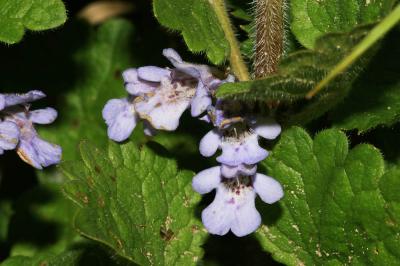 Lierre terrestre, Gléchome Lierre terrestre Glechoma hederacea L., 1753