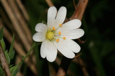 Stellaire holostée Stellaria holostea L., 1753