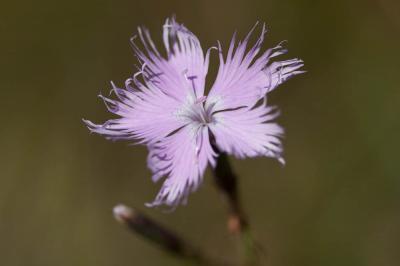 Oeillet de Montpellier Dianthus hyssopifolius L., 1755