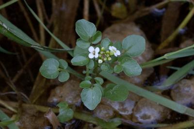 Cresson des fontaines Nasturtium officinale W.T.Aiton, 1812