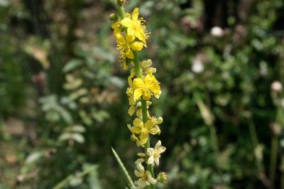 Aigremoine, Francormier Agrimonia eupatoria L., 1753