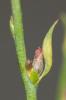 Passerine Thymelaea passerina subsp. pubescens (Guss.) Meikle, 1985