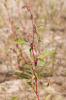 Renouée à feuilles de patience, Renouée gonflée Persicaria lapathifolia (L.) Delarbre, 1800