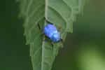 Hoplie bleue (L') Hoplia coerulea (Drury, 1773)