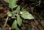 Morelle ailée Solanum villosum subsp. miniatum (Bernh. ex Willd.) Edmonds, 1984