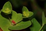 Euphorbe douce Euphorbia dulcis L., 1753