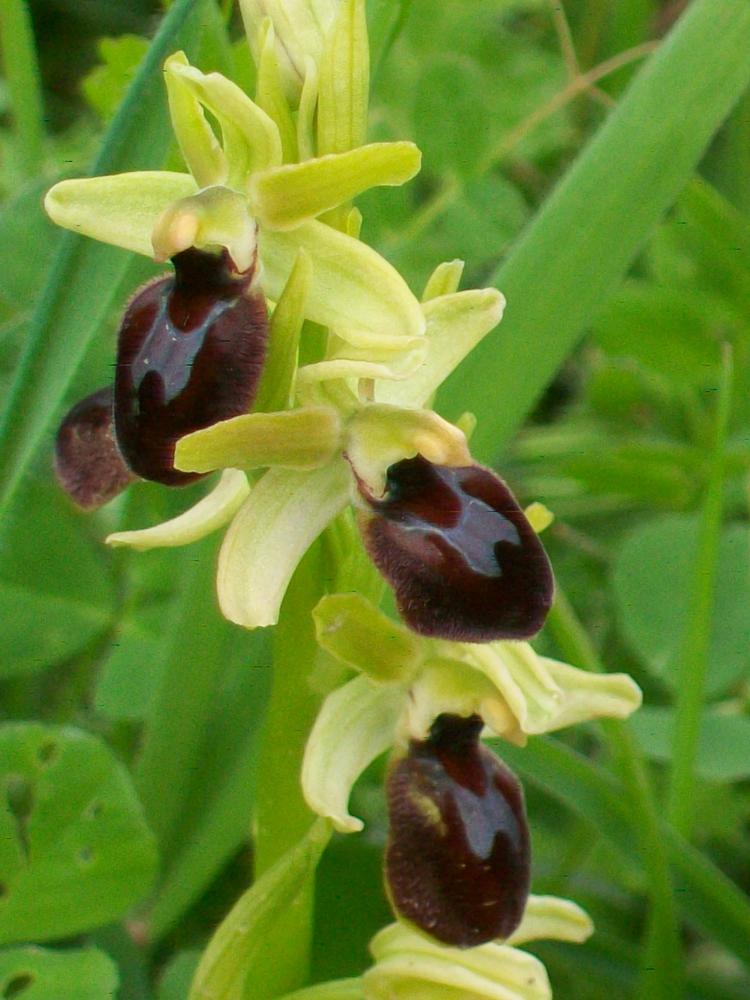 Ophrys Araignée, Ophrys en forme d'araignée, Ophry Ophrys arachnitiformis Gren. & M.Philippe, 1860