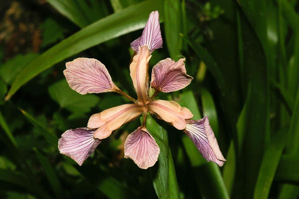 Le Iris fétide, Iris gigot, Glaïeul puant Iris foetidissima L., 1753