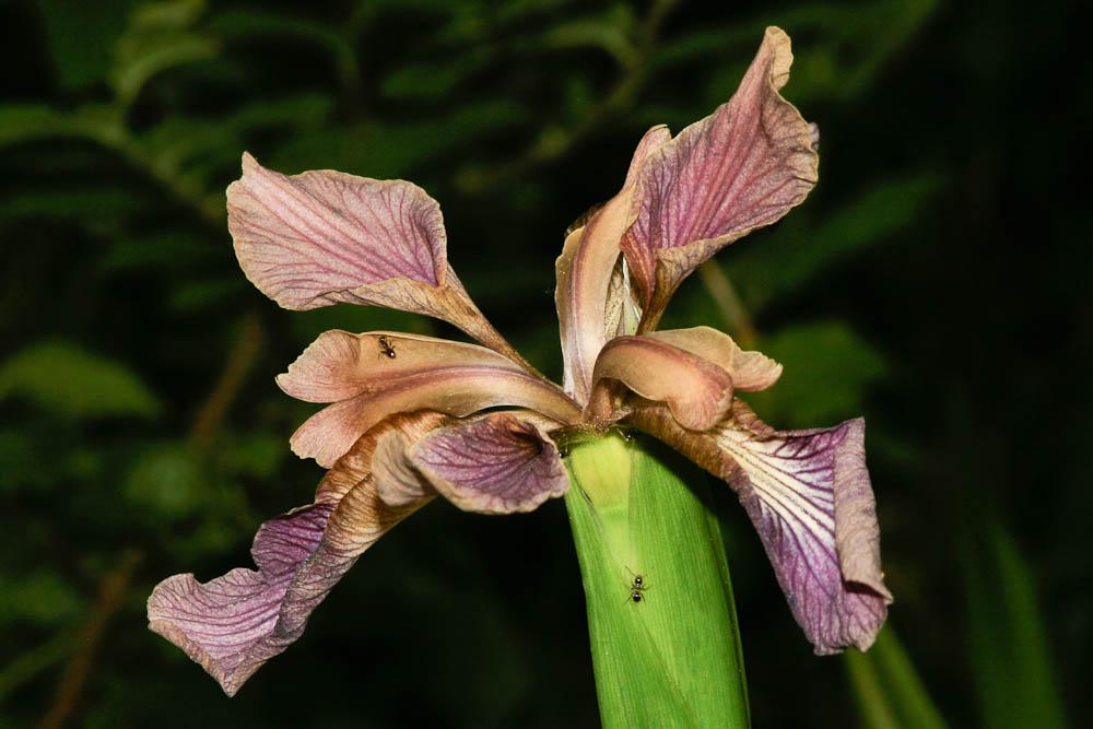 Le Iris fétide, Iris gigot, Glaïeul puant Iris foetidissima L., 1753