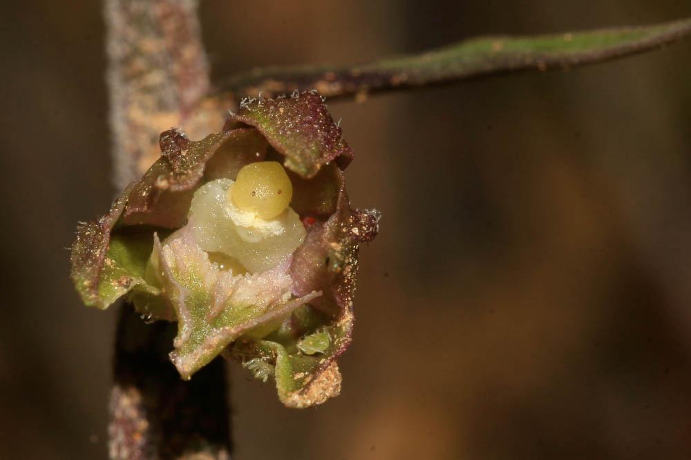 Le Épipactis à petites feuilles Epipactis microphylla (Ehrh.) Sw., 1800