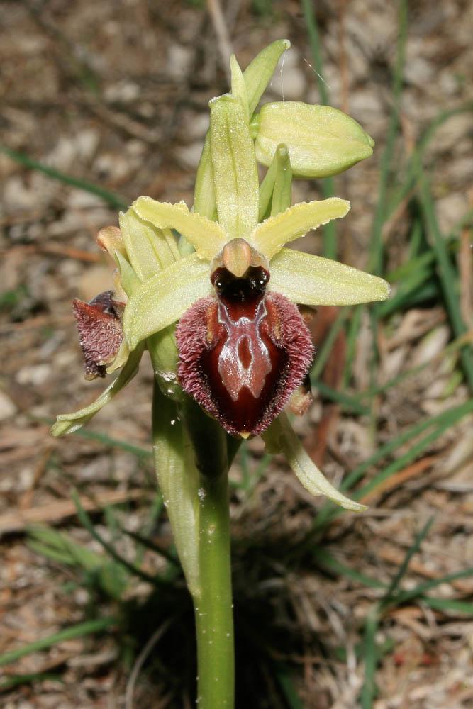 Le  Ophrys occidentalis (Scappat.) Scappat. & M.Demange, 2005