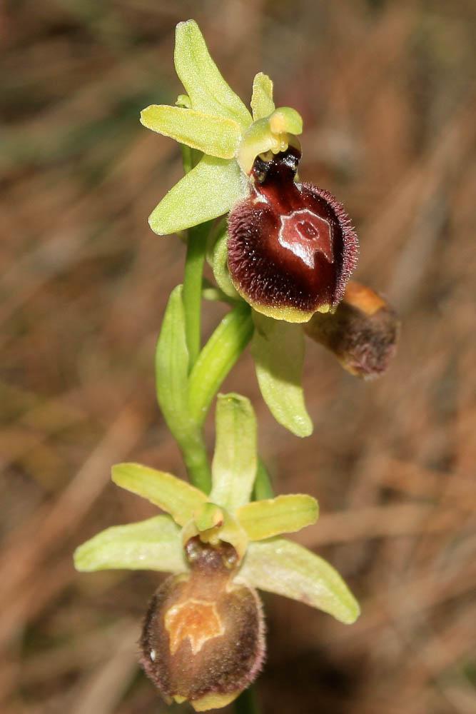 Le  Ophrys occidentalis (Scappat.) Scappat. & M.Demange, 2005