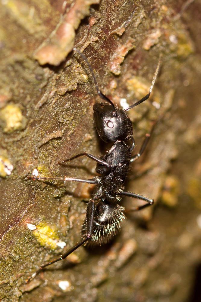  Camponotus vagus (Scopoli, 1763)