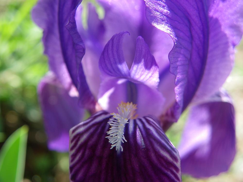 Le Iris nain, Iris jaunâtre Iris lutescens subsp. lutescens Lam., 1789