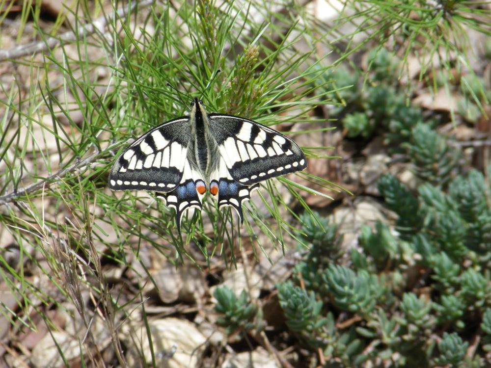Le Machaon (Le), Grand Porte-Queue (Le) Papilio machaon Linnaeus, 1758