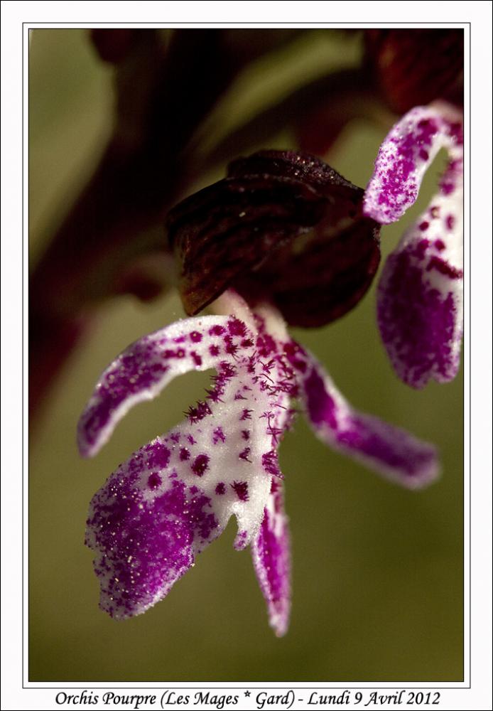 Le Orchis pourpre, Grivollée Orchis purpurea Huds., 1762