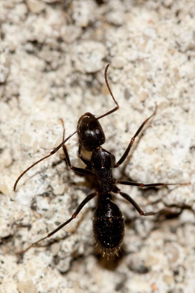  Camponotus aethiops (Latreille, 1798)