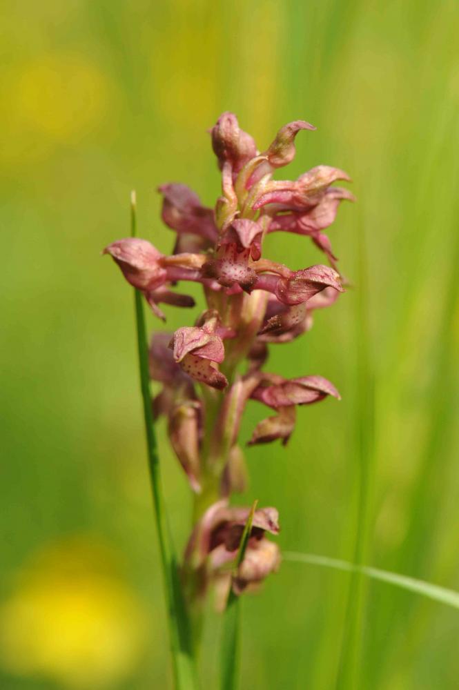 Le Orchis punaise, Orchis à odeur de punaise Anacamptis coriophora (L.) R.M.Bateman, Pridgeon & M.W.Chase, 1997