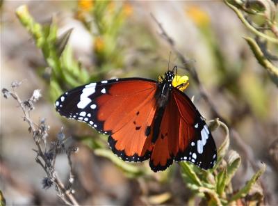 Petit Monarque (Le) Danaus chrysippus (Linnaeus, 1758)