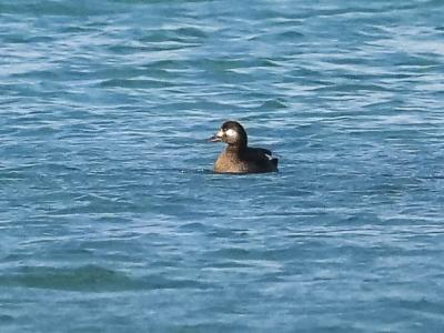 Macreuse brune Melanitta fusca (Linnaeus, 1758)