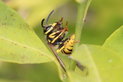 Guêpe germanique Vespula germanica (Fabricius, 1793)